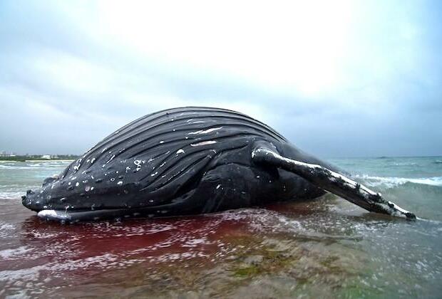 Second dead whale found on New York beach, believe struck by ship