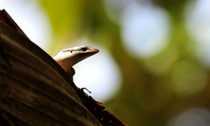 Gecko does 'striptease' to avoid becoming lunch Gecko does 'striptease' to avoid becoming lunch