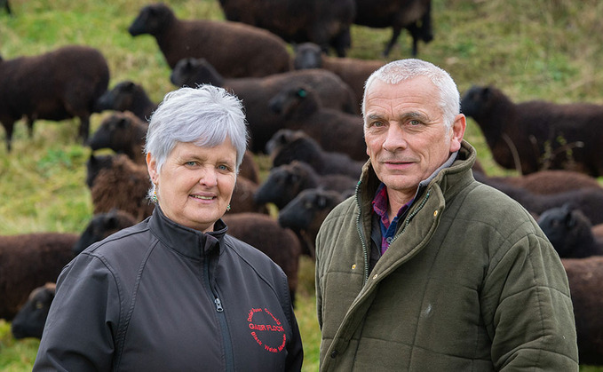 Centenary year for Black Welsh Mountain sheep