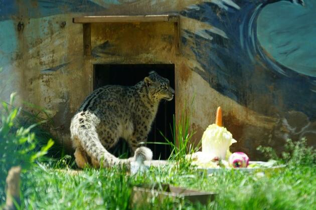 A snow leopard's 9th birthday highlights success of China's biodiversity conservation