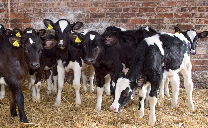 Pneumonia control starts as soon as a calf is born, says Jim McKinstry. 