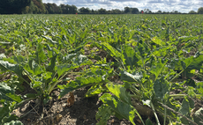 Tightrope for disease control in recovering beet crops