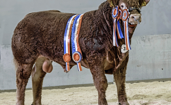 Limousin bull shines at Stars of the Future calf show