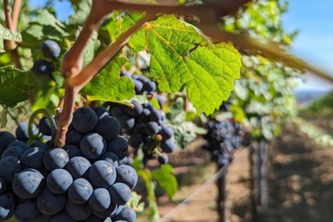 Mountain Wine Storage partners with Tupelo for 'bring your own wine' dinner - Park Record