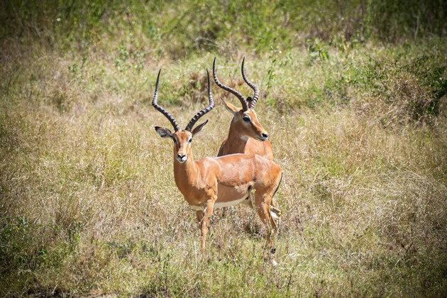 KENYA-NAIROBI-NATIONAL PARK