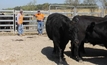 Cattle thrive in rehabilitated mining land trial