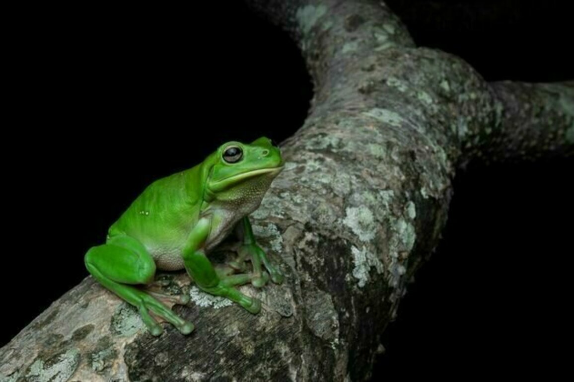 Newly discovered frog species from 55 million years ago challenges evolutionary tree