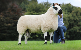 Woodhouse flock leads Ludlow Kerry Hill sale at 5,500gns