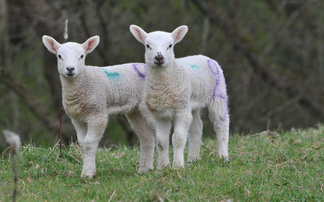 Coccidiosis: The unwelcome guest in the creep feeder 