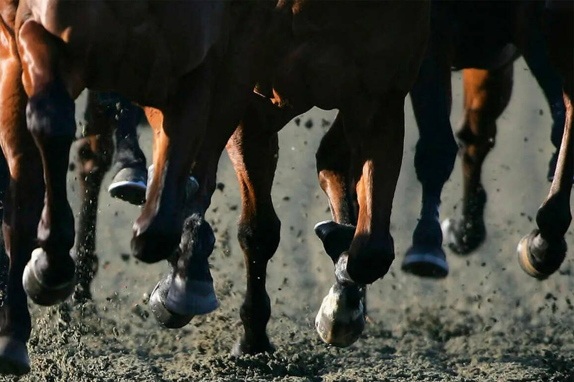 Nevada gaming board increases penalties against horse trainer in Elko races - Casinos &amp; Gaming