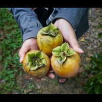 Vietnam golf plan backed by Trump sparks farmer compensation row