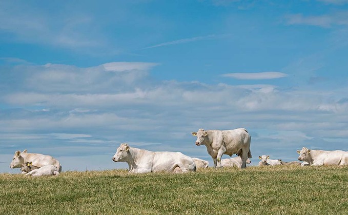 Herefords and Charolais at heart of family enterprise