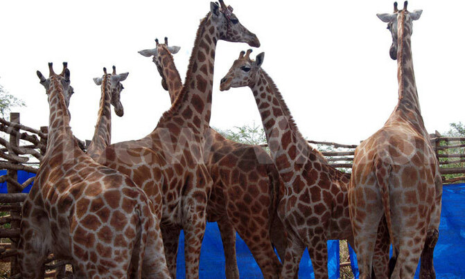 UWA relocates 12 giraffes to Murchison falls national park UWA relocates 12 giraffes to Murchison falls national park