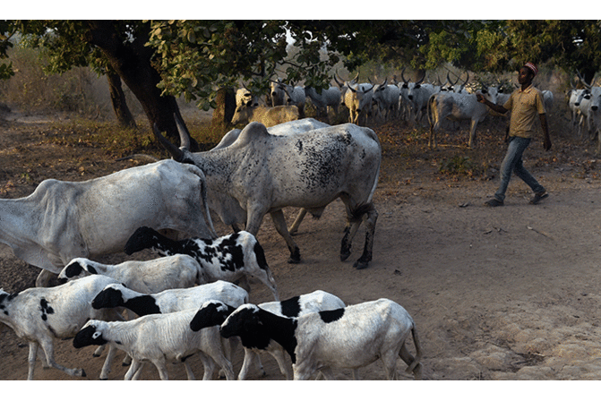 In central Nigeria peace eludes farmers and herders In central Nigeria peace eludes farmers and herders