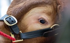 'Concerns' about Limousin animals