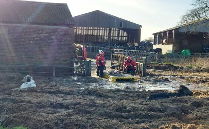 Firefighters at the scene of the incident in Mannington to help save two cows which had fallen down a slurry pit (Dorset and Wiltshire Fire and Rescue Service)