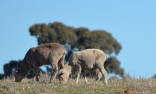  New research is working on a footrot vaccine. Picture Mark Saunders.