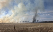  Fire season planning should include livestock. Picture Mark Saunders.