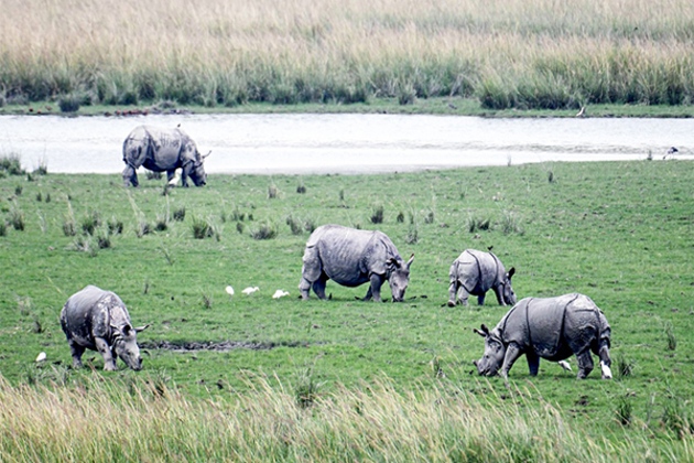 Pobitora Wildlife Sanctuary sets benchmark in Rhino conservation with zero poaching for 11 years