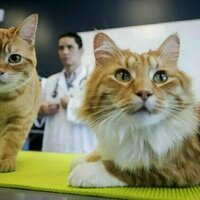 Pets don't necessarily improve their owners' well-being