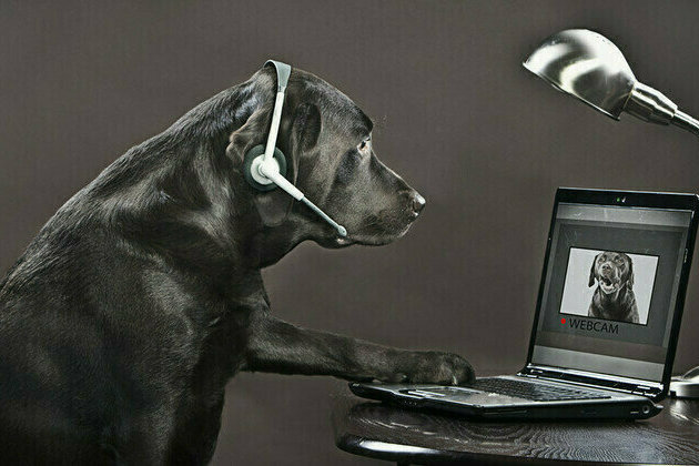 Scientists working on animal internet