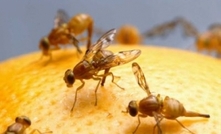 Baiting essential to avoid getting stung by fruit fly