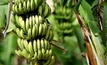 Aussie banana industry hit hard