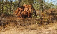 Termite mounds in the Ellendale lamproite field. Image supplied by Gibb River Diamonds