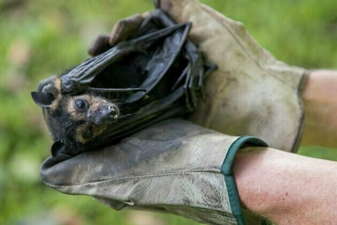 Yes, spectacled flying foxes are noisy and drop poo everywhere. But our rainforests need them