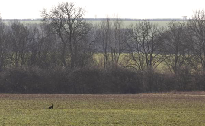 The Cambridgeshire land is home to mature trees, hedgerows and multiple endangered species