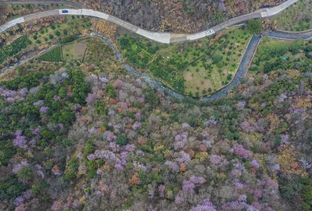 ZhejiangPictorial | Seasonal sightseeing routes thrive in E China's Zhejiang