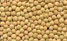  India has reduced an import tariff on Australian lentils. Image courtesy Pulse Australia.