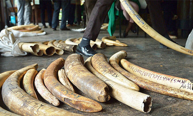 Three arrested in West Nile with 100kg of ivory Three arrested in West Nile with 100kg of ivory
