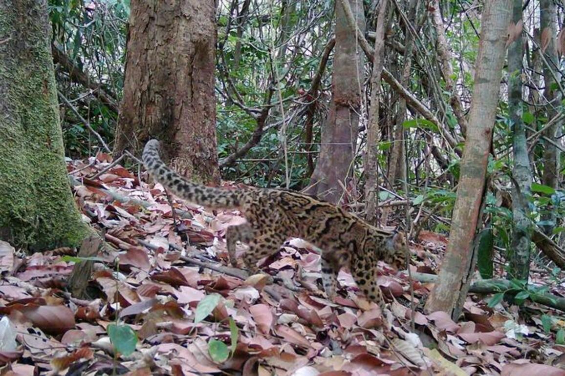 Camera traps reveal rare wildlife species in one of Cambodia's largest nature reserves