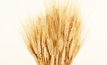 Calls to split APH wheat classification