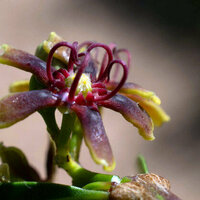 Africa's plants: a database project has recorded 65,000 species - and is still growing