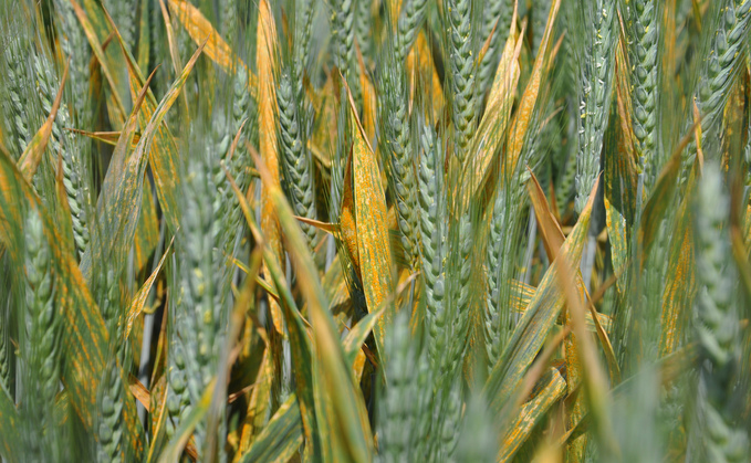 Seventeen AHDB Recommended List (RL) varieties were resistant to yellow rust at the seedling stage