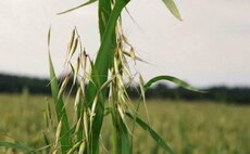 Getting a handle on wild oats this spring