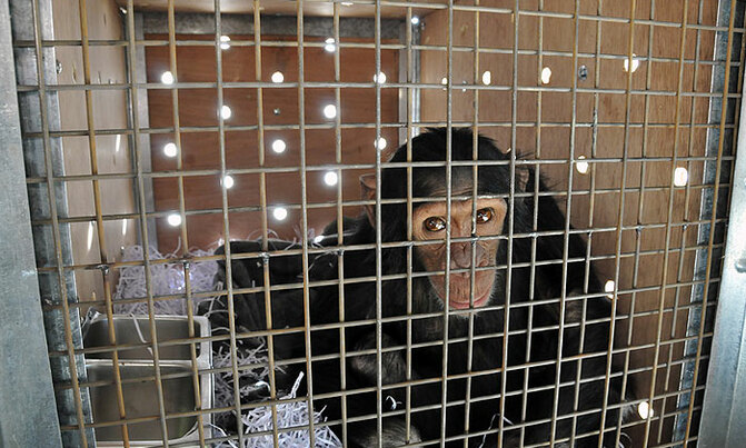Smoking chimp from Iraq finds refuge in Kenya Smoking chimp from Iraq finds refuge in Kenya