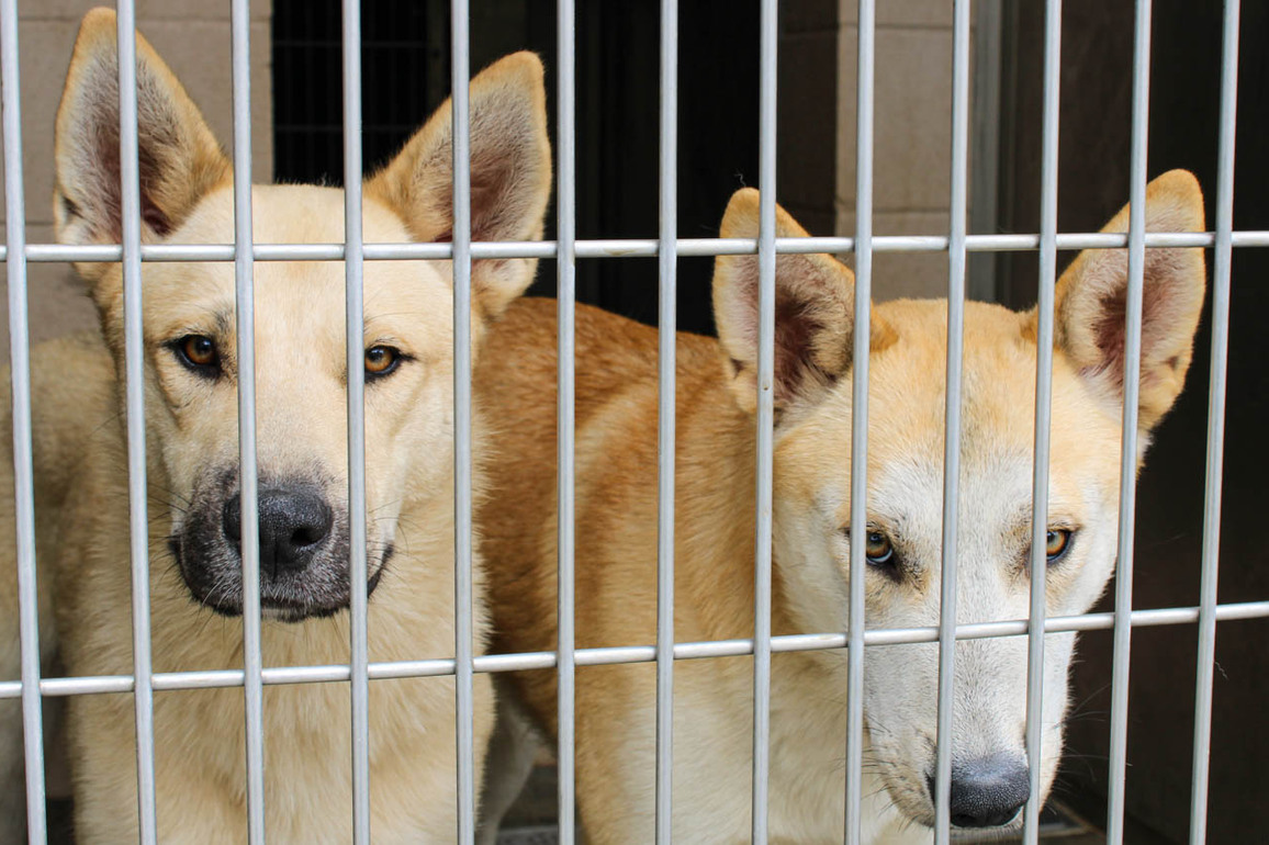 These Orange County Pets Are Looking For a Home Ahead of Easter