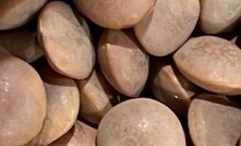 Pulse crops like lentils are subject to volatile global market pressures. 