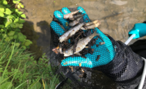 Farmer fined after digestate spill kills one thousand fish