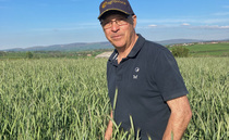 Crop Walk with Simon Nelson: 'There are some worrying levels of barley yellow dwarf virus''