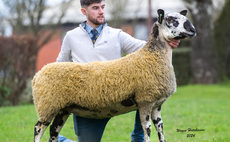 Carry House flock sets a new Bluefaced Leicester female record