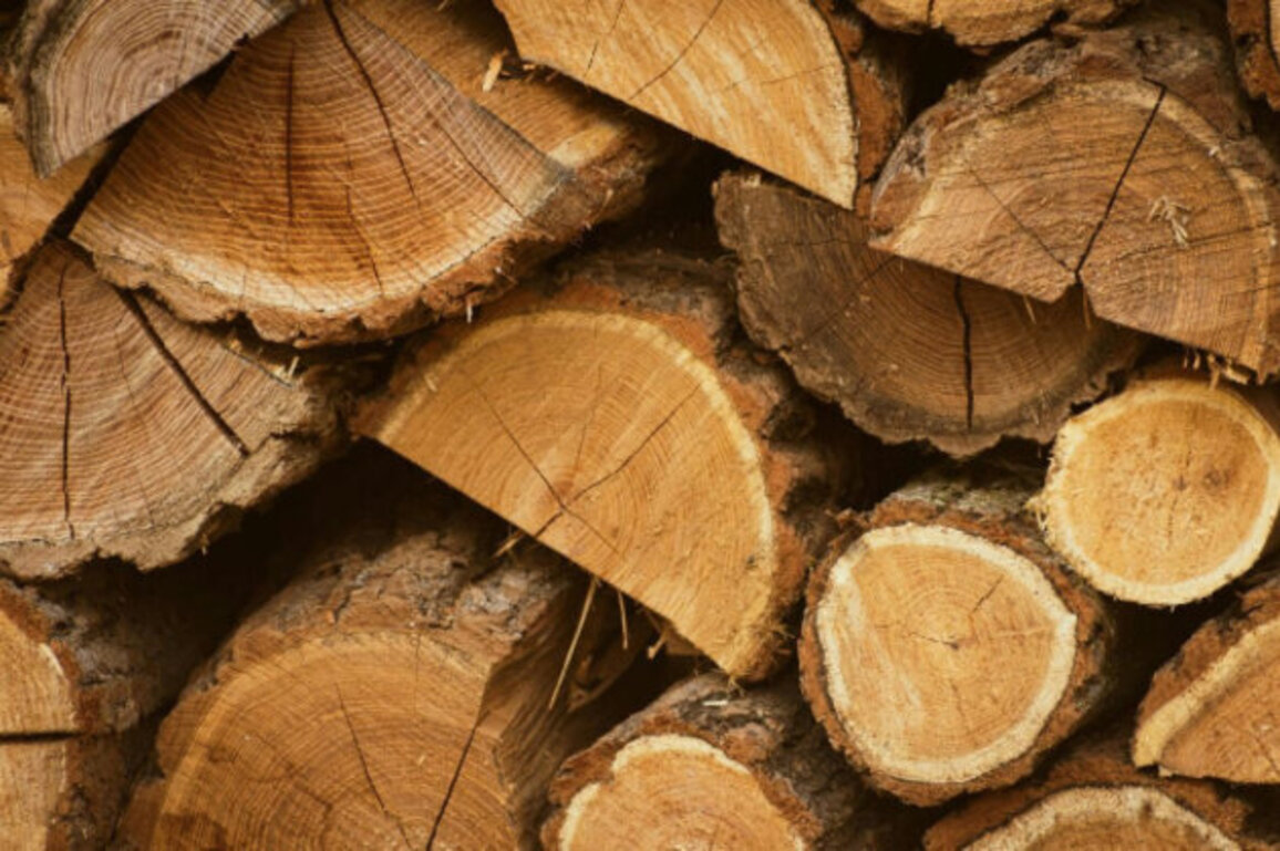 Bulgaria: Timber Output Hit Historic Low in 2025
