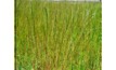 Australian researchers have discovered an important gene associated with annual ryegrass herbicide resistance.