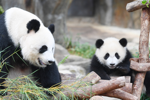 CHINA-HONG KONG-GIANT PANDA TWINS-NAME (CN)