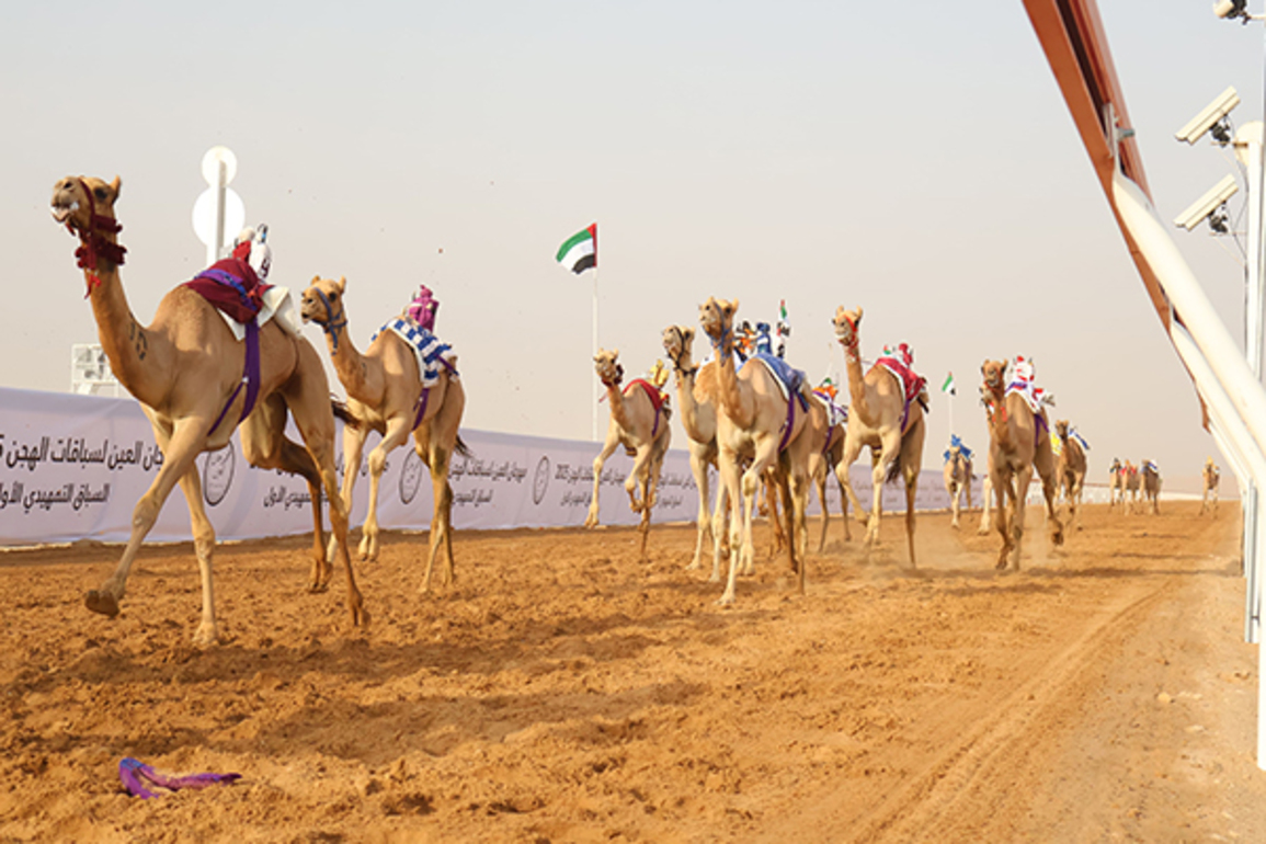 Al Ain camel racing festival kicks off