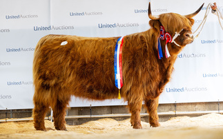 Highlands peak at 13,000gns at Oban