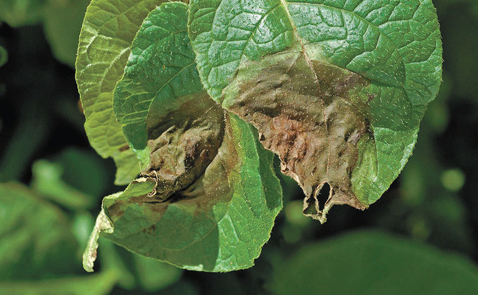 Blight strain shifts will not alter current fungicide advice